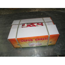 Carton Packing Exporing Fresh White Garlic